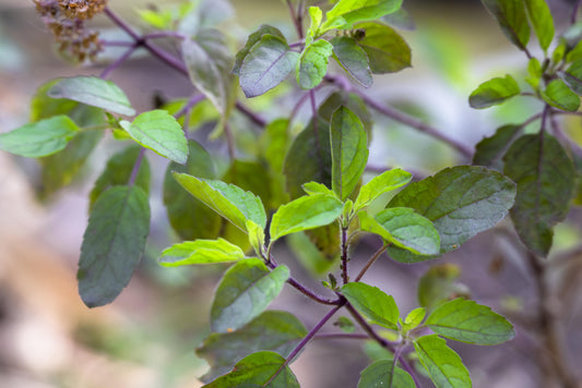 What’s Trending in Herbal Wellness: Adaptogens, Immune Herbs & Functional Mushrooms