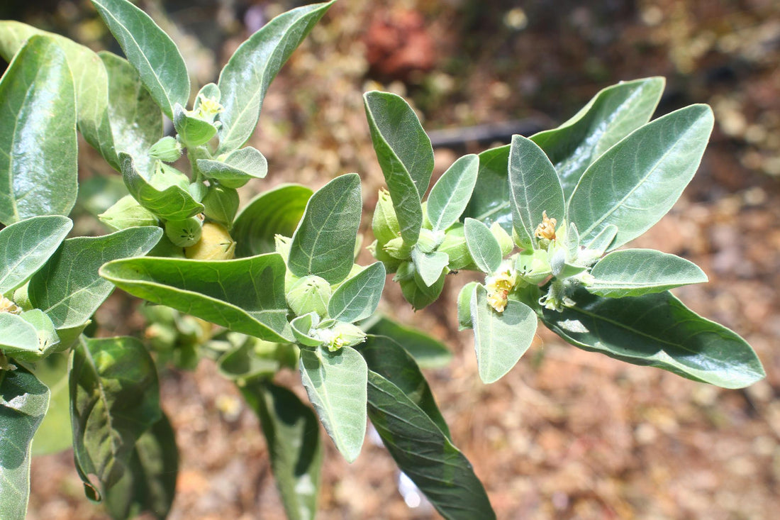 Ashwagandha: Benefits, Science, and What You Should Know Before Taking It