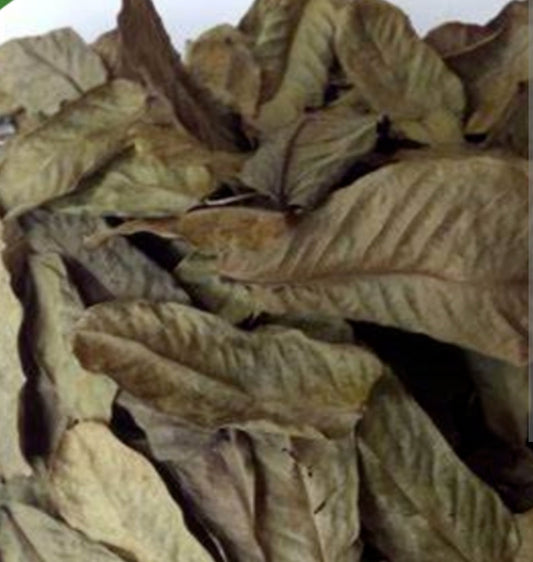 Candle Bush| Skin & Digestive Cleanse