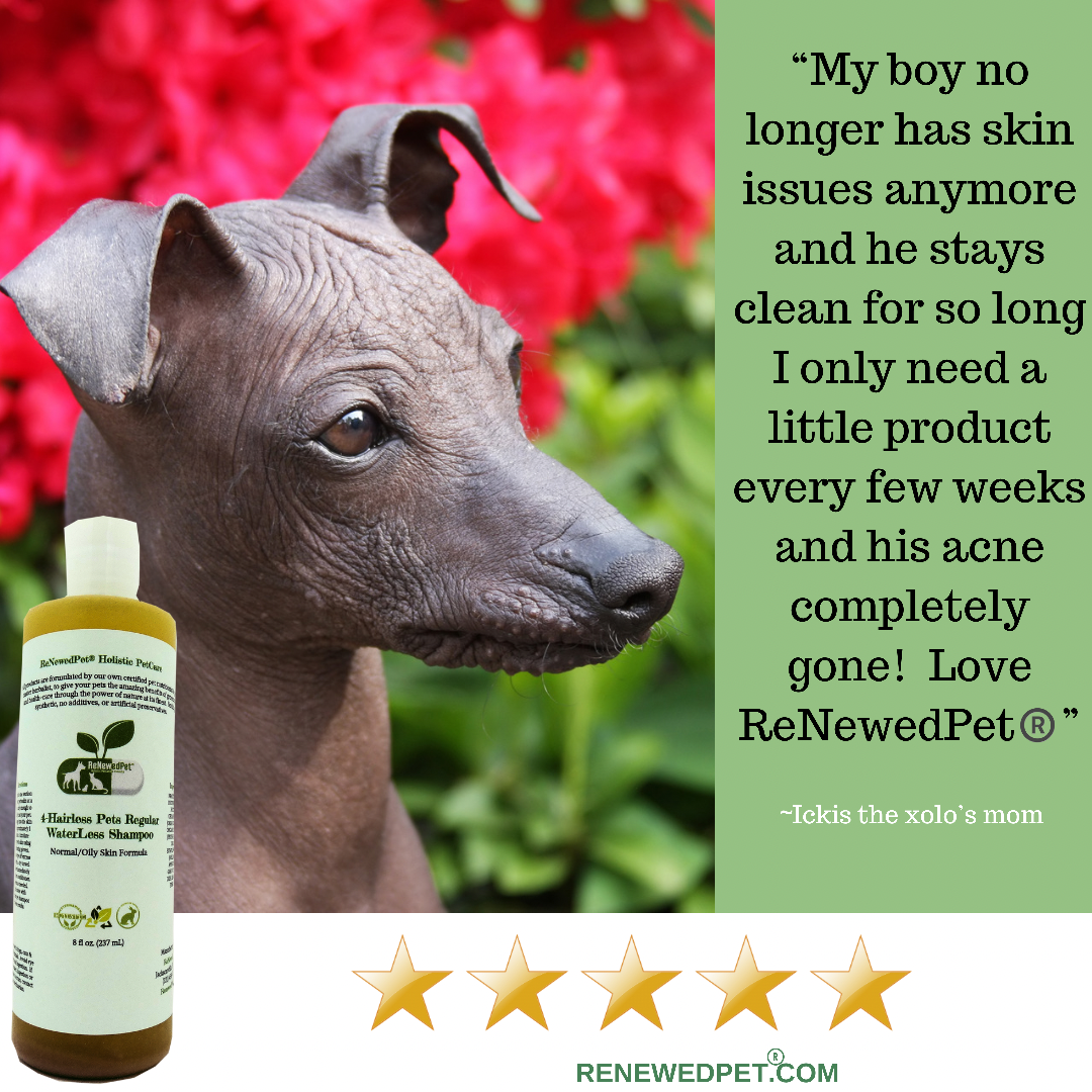 4-HAIRLESS PETS REGULAR CONDITIONER