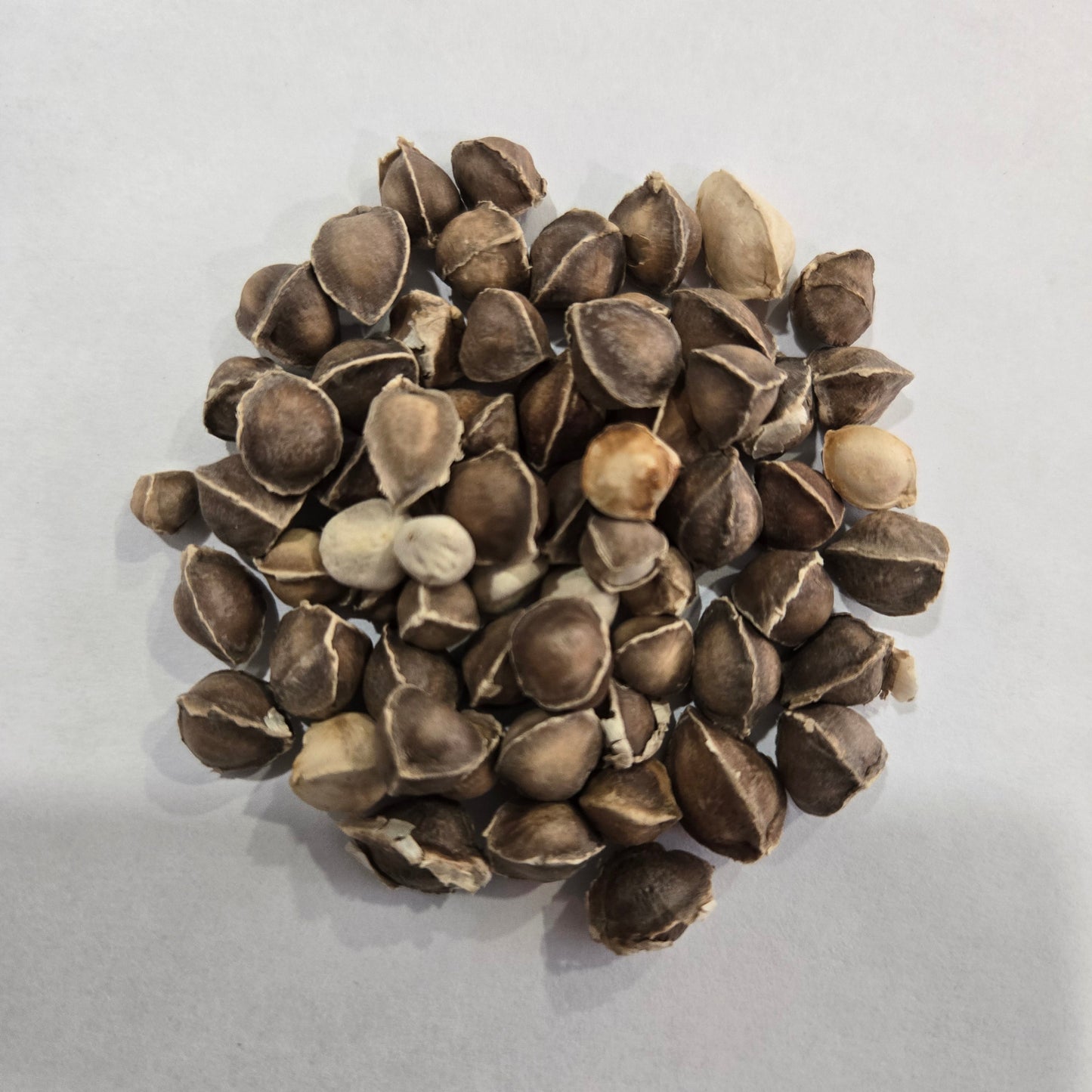 Moringa | Superfood Nutrition & Energy Boost