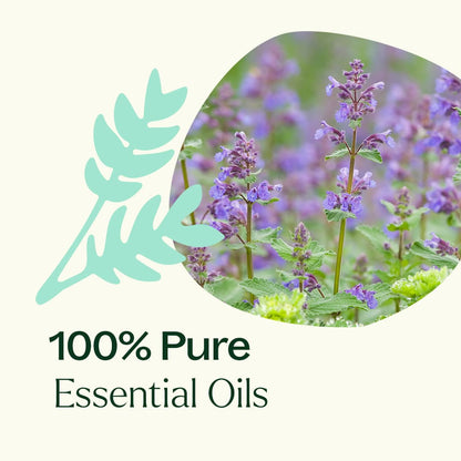 Catnip Essential Oil