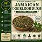 Dog Blood Bush | Fertility & Circulatory Support