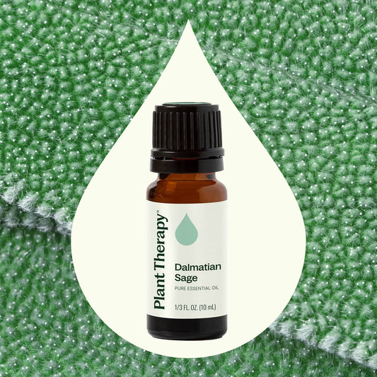 Dalmatian Sage Essential Oil