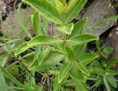 Fadogia Agrestis | Vitality & Stamina Support