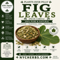 Fig Leaves