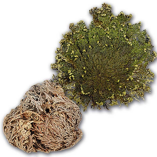 Flor de Jerico | Resurrection Plant for Urinary & Kidney Support