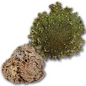 Flor de Jerico | Resurrection Plant for Urinary & Kidney Support