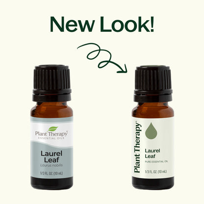 Laurel Leaf Essential Oil