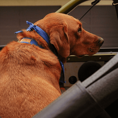 Malibu Sunset Sustainable Hemp Cotton Adjustable Dog Collar– Durable & Soft