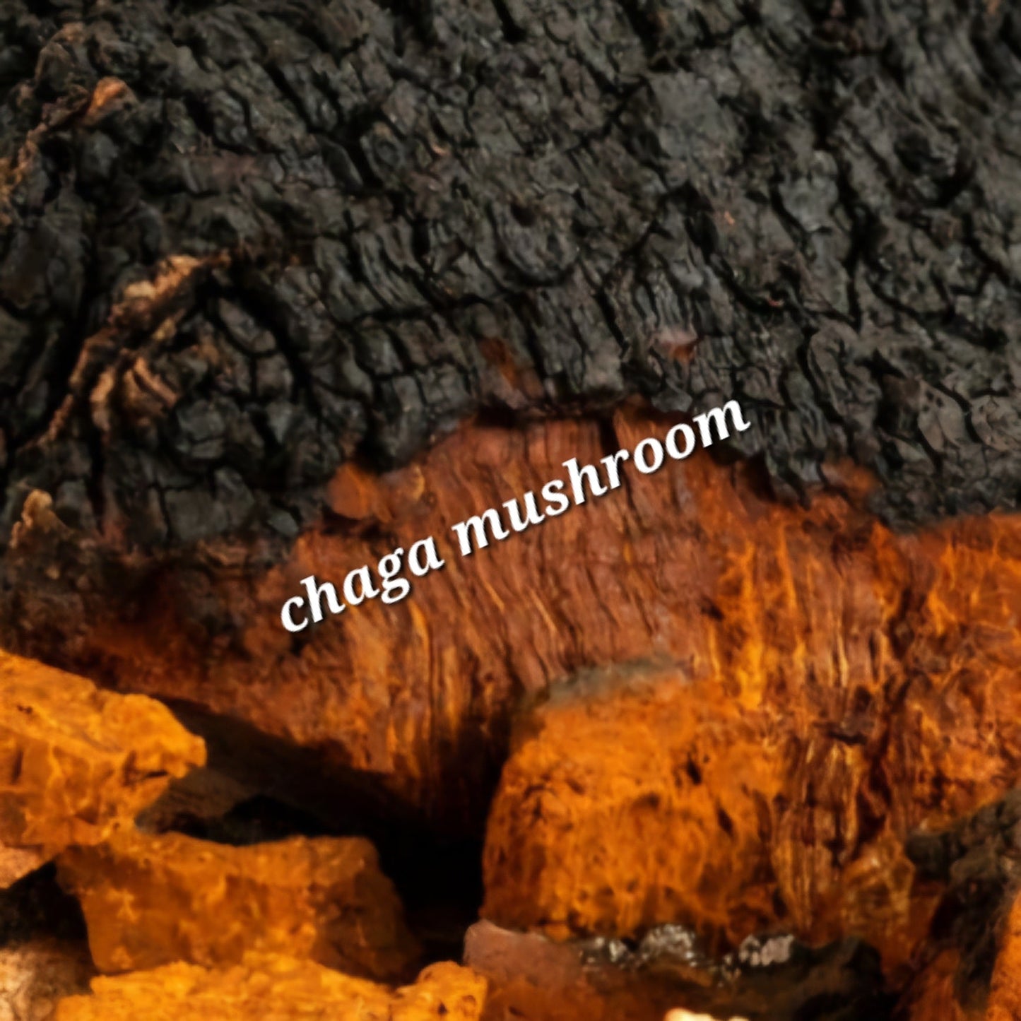 Chaga Mushroom | Antioxidant Shield & Vital Strength