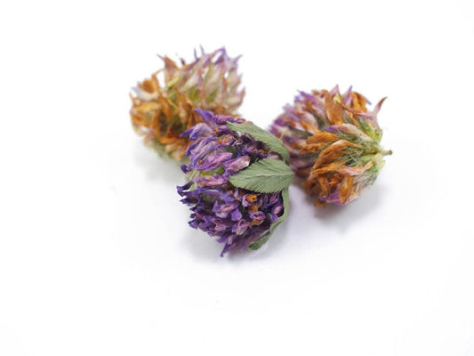 Red Clover Blossoms organic, bulk/oz