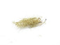 Usnea, Wild-crafted, bulk/oz