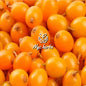 Sea Buckthorn