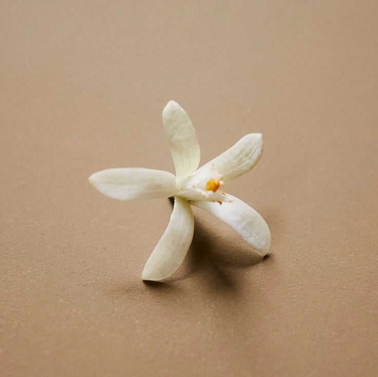 Flore: Jasmine + Neroli - Botanical Scent Balms