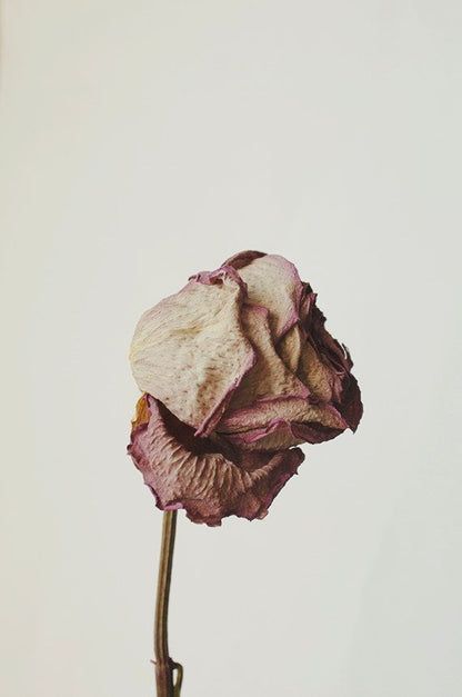 Roseth: Rose + Patchouli - Botanical Scent Balm