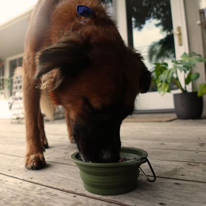 Tilley + Me Collapsible Travel Pet Bowl with Clip – Compact, Reusable and Easy to Clean